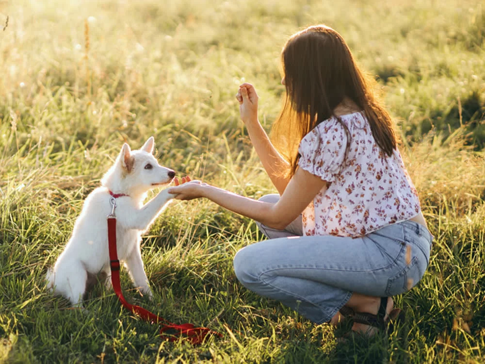 Effective Positive Reinforcement Dog Training Techniques for Success