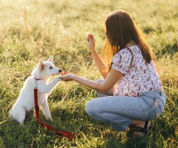 Effective Positive Reinforcement Dog Training Techniques for Success