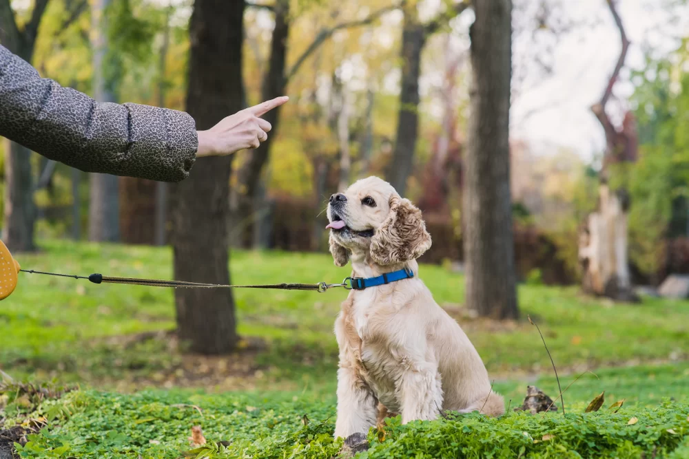 How to Stop a Dog from Jumping on People: Effective Tips and Training Solutions