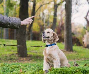 How to Stop a Dog from Jumping on People: Effective Tips and Training Solutions