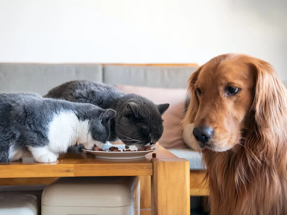 Can Cats Eat Dog Food? What You Need to Know About Feeding Your Cat Dog Food
