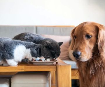 Can Cats Eat Dog Food? What You Need to Know About Feeding Your Cat Dog Food