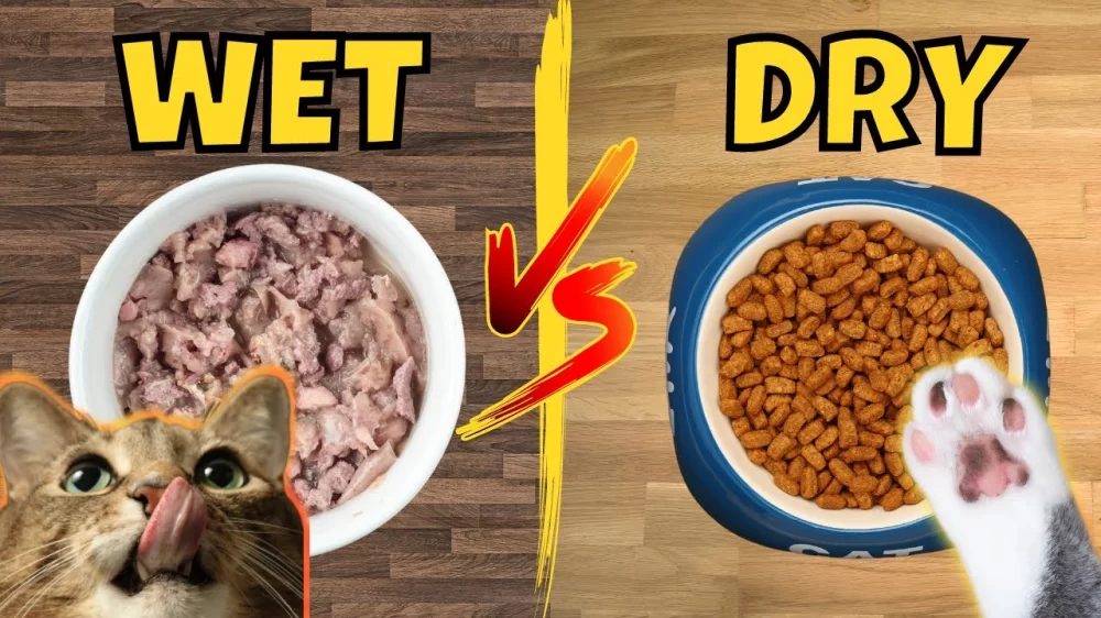 Wet Cat Food vs. Dry Cat Food: Which Is Better for Your Cat?