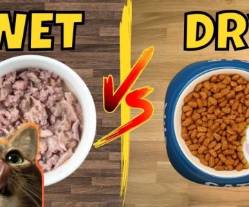 Wet Cat Food vs. Dry Cat Food: Which Is Better for Your Cat?