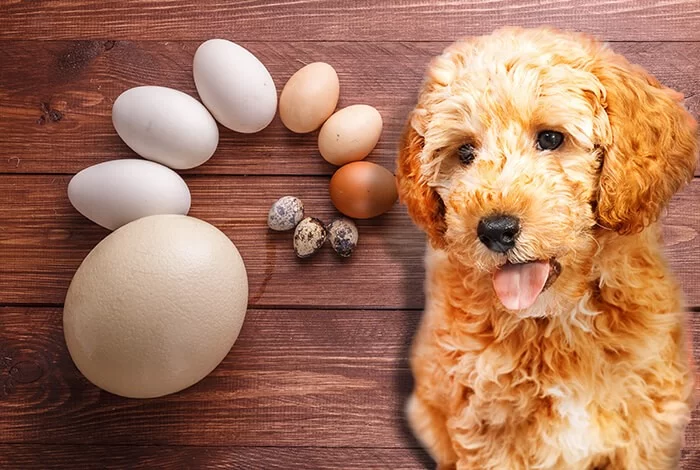 Can Dogs Eat Eggs? Health Benefits and Safety Tips