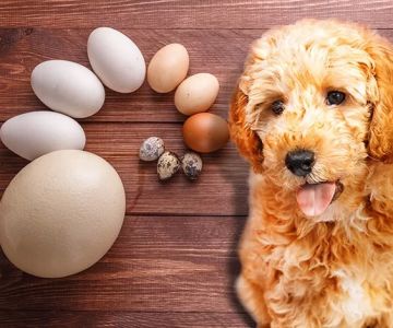 Can Dogs Eat Eggs? Health Benefits and Safety Tips