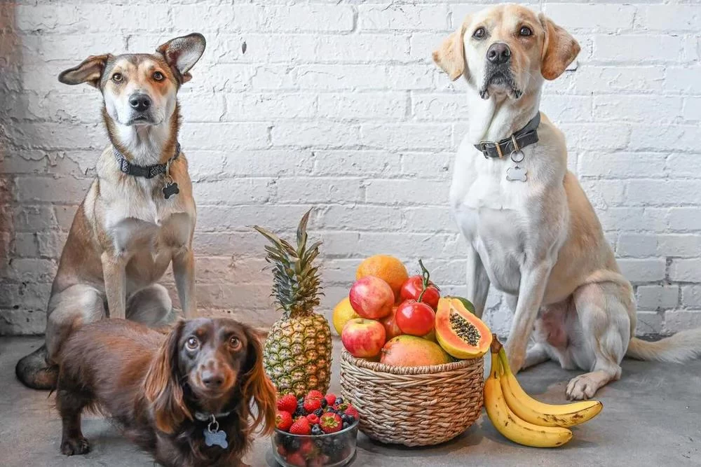What Fruits Can Dogs Eat? Safe and Healthy Fruit Choices for Your Dog