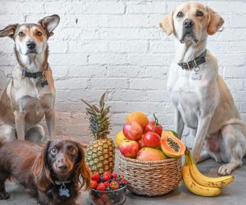 What Fruits Can Dogs Eat? Safe and Healthy Fruit Choices for Your Dog