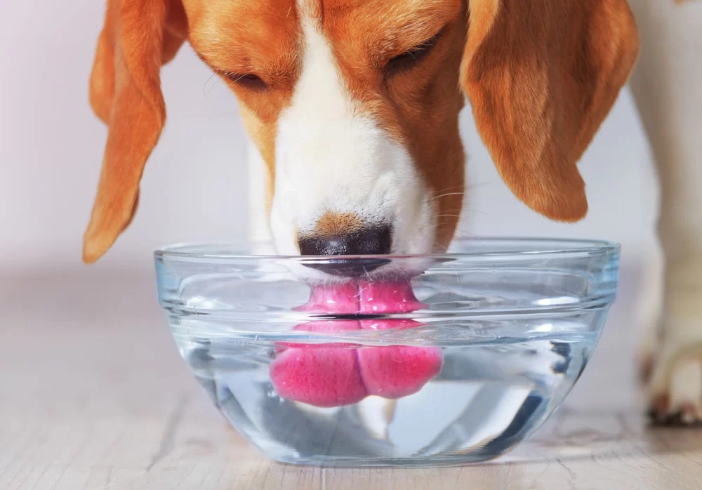 How Much Water Should a Dog Drink? Guidelines for Proper Hydration