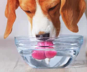 How Much Water Should a Dog Drink? Guidelines for Proper Hydration