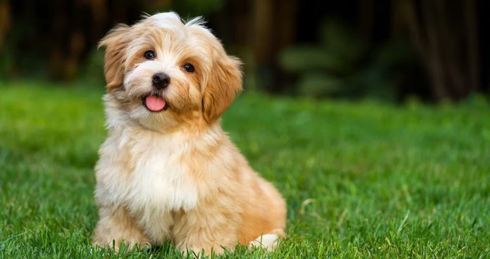What to Do If Your Dog Eats Feces and How to Train Them Not To