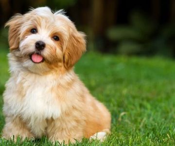 What to Do If Your Dog Eats Feces and How to Train Them Not To