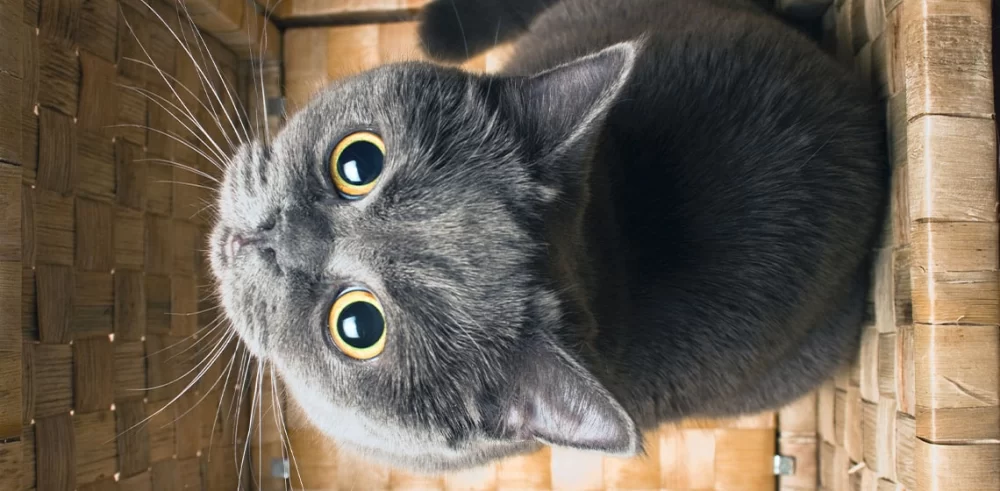 Why Does My Cat Stare at Me? 6 Reasons Cats Stare and How to Respond