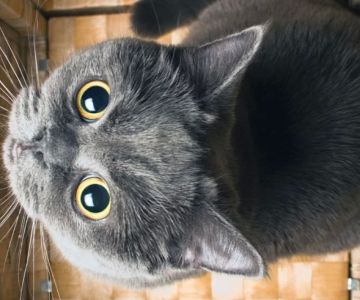 Why Does My Cat Stare at Me? 6 Reasons Cats Stare and How to Respond