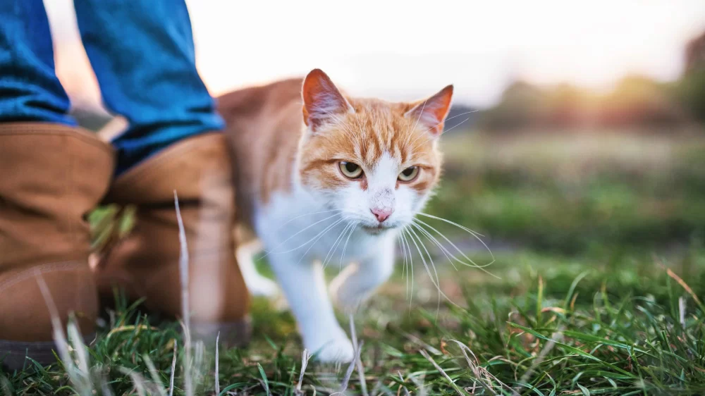 Why Do Cats Rub Against You? Understanding Feline Behavior