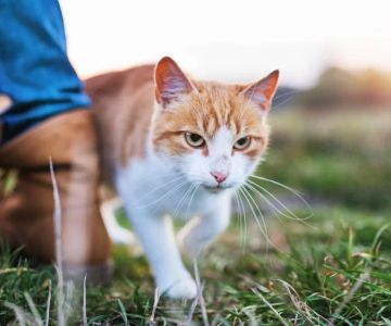 Why Do Cats Rub Against You? Understanding Feline Behavior