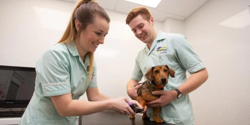 Do Student Veterinary Nurses Get Paid?