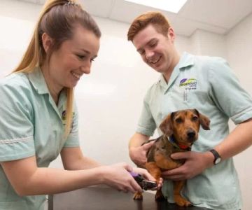 Do Student Veterinary Nurses Get Paid?
