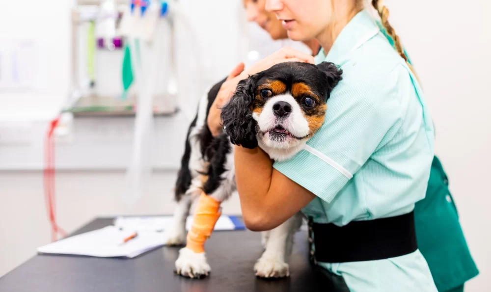 How Many Veterinary Emergency Group Locations Are There?