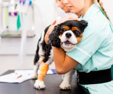 How Many Veterinary Emergency Group Locations Are There?