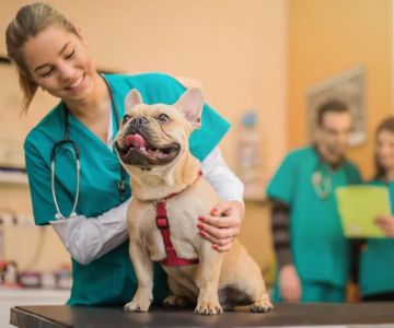 What is Considered Veterinary Experience? A Comprehensive Guide