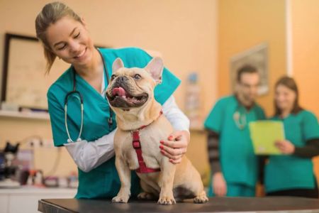 What is Considered Veterinary Experience? A Comprehensive Guide
