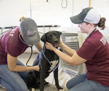 A&M Veterinary School: Everything You Need to Know About Admission and Programs