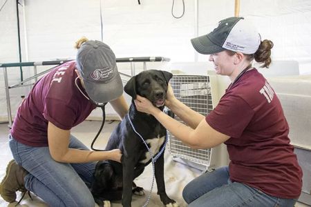 A&M Veterinary School: Everything You Need to Know About Admission and Programs