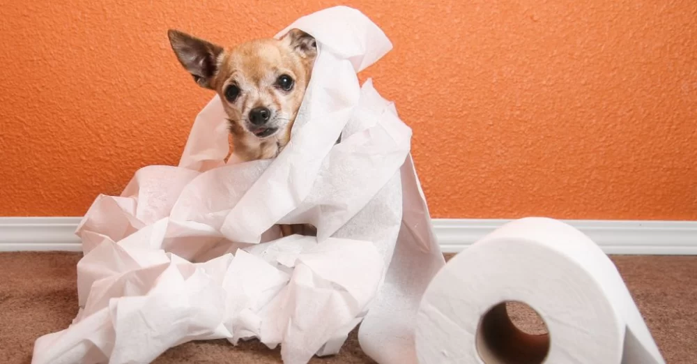 Dog Pooping in the House: Causes and How to Fix It