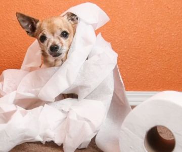 Dog Pooping in the House: Causes and How to Fix It