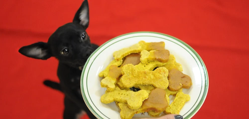 Low-Calorie Dog Treats for Weight Management: Best Options for Your Dog