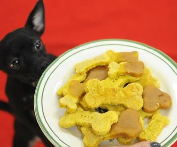Low-Calorie Dog Treats for Weight Management: Best Options for Your Dog
