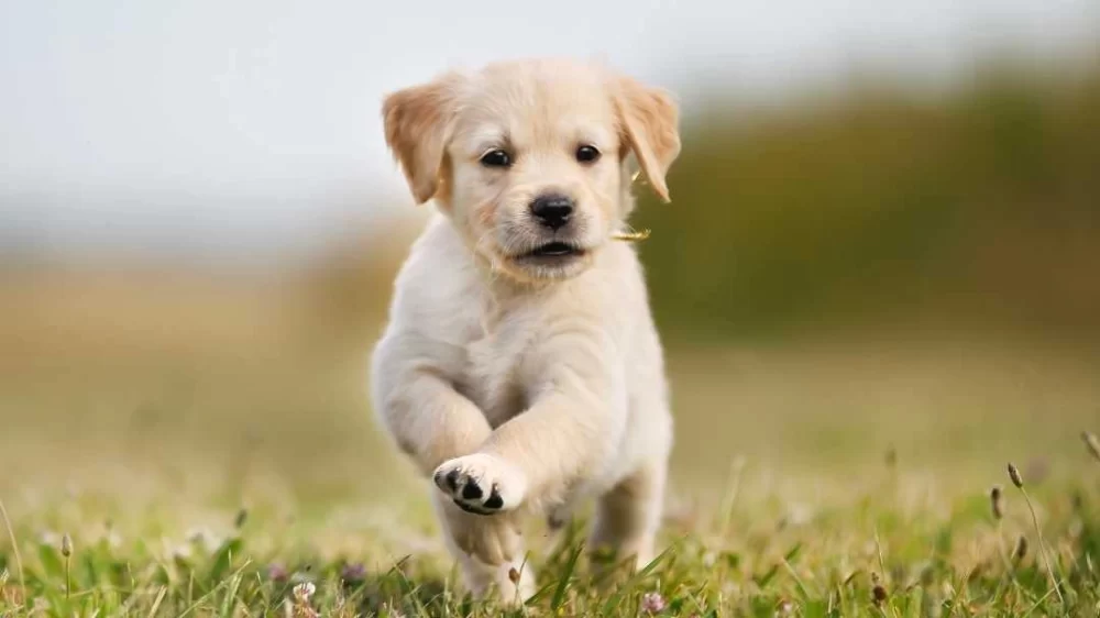 How to Teach Your Dog to Come to You Anytime, Anywhere – Effective Recall Training