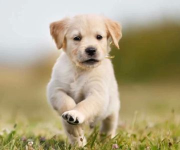 How to Teach Your Dog to Come to You Anytime, Anywhere – Effective Recall Training