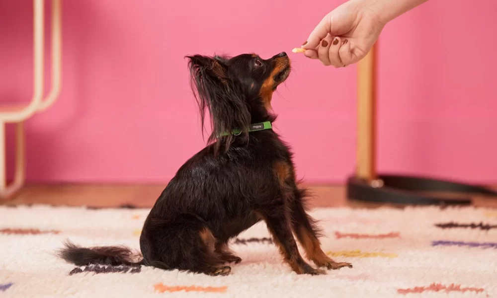 Obedience Training for Dogs: 4 Essential Cues Every Dog Should Learn