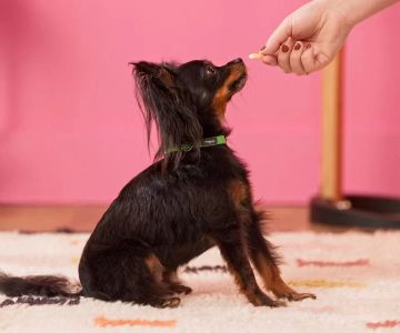 Obedience Training for Dogs: 4 Essential Cues Every Dog Should Learn