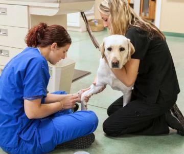Does Veterinary Count as Healthcare? Exploring the Relationship Between Animal and Human Healthcare
