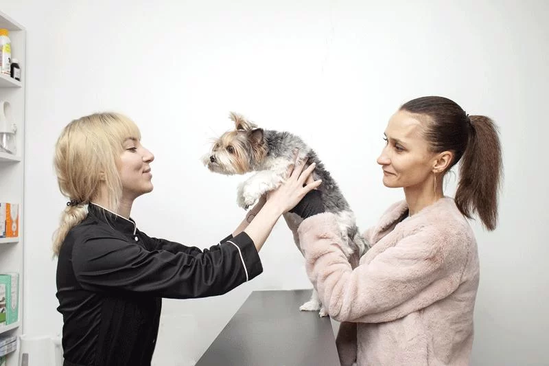 Heartworm Protection for Multi-Pet Households: A Guide for Pet Owners