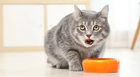 Can Cats Eat Tuna from a Can? What You Need to Know