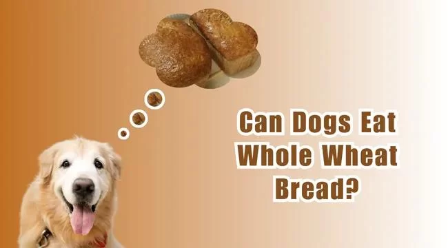 Can Dogs Eat Bread? Understanding the Safety and Risks for Your Pet