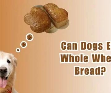 Can Dogs Eat Bread? Understanding the Safety and Risks for Your Pet