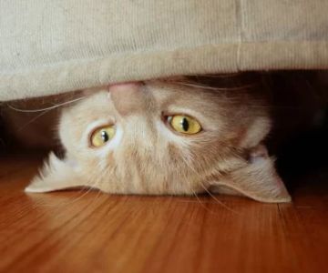 Why is My Cat Hiding from Family Members? Understanding the Behavior
