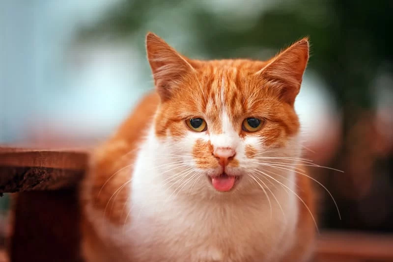 Why Is My Cat Breathing Rapidly and Irregularly? Common Causes and Solutions