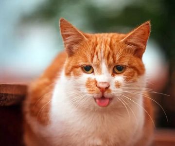 Why Is My Cat Breathing Rapidly and Irregularly? Common Causes and Solutions