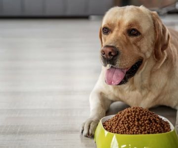 How to Manage Dog Obesity: Effective Tips for a Healthy Pet