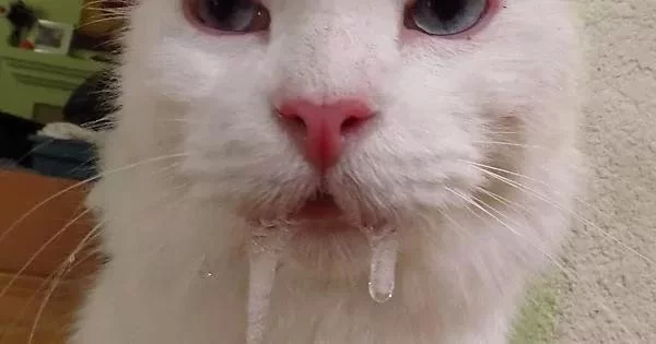 Why Is My Cat Drooling and Foaming at the Mouth? Causes and Solutions