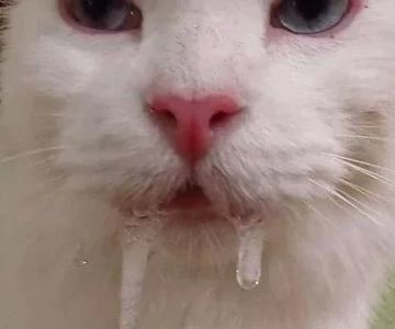 Why Is My Cat Drooling and Foaming at the Mouth? Causes and Solutions