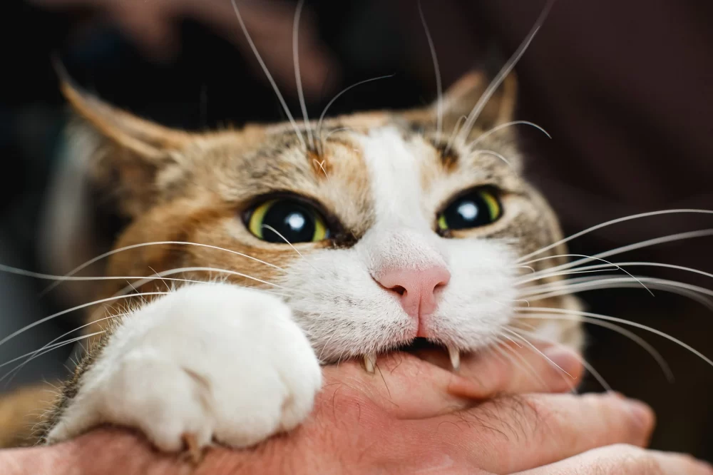 Why Is My Cat Biting at Food Dishes and Other Items? Understanding Cat Behavior