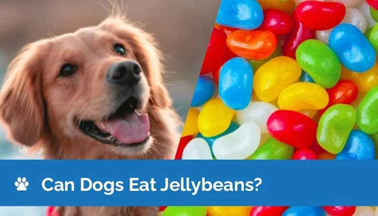 Can Dogs Eat Jelly Beans? Understanding the Dangers and Risks
