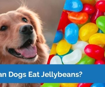 Can Dogs Eat Jelly Beans? Understanding the Dangers and Risks